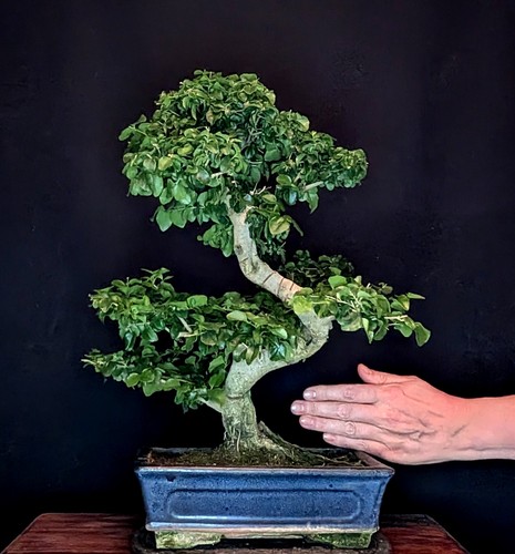 Bonsai ligustro cinese - di,