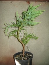 BONSAI SEQUOIA GIGANTEA