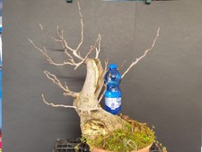 Pre Bonsai Ficus Carica Su