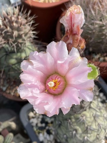 Rara pianta cactus - rara, di