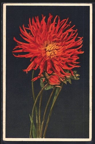 Kaktusdahlie dahlia japonais - kaktusdahlie,,
