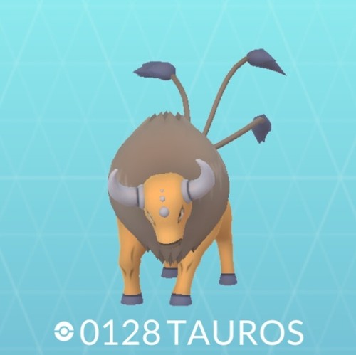 Pokémon regionale tauros - regionale, go