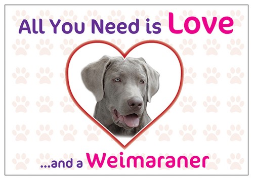 Funny love and - love, weimaraner