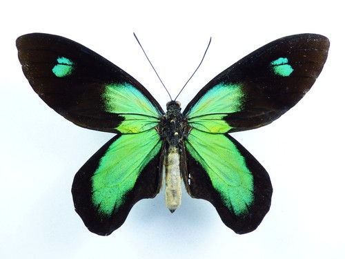 Ornithoptera victoriae