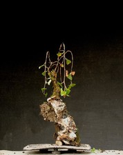 Bonsai di Betulla resistente