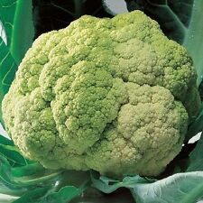 400 SEMI DI CAVOLFIORE " Verde