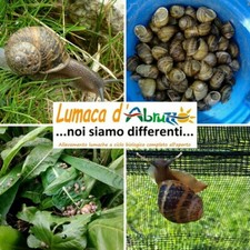 LUMACHE SPURGATE alta