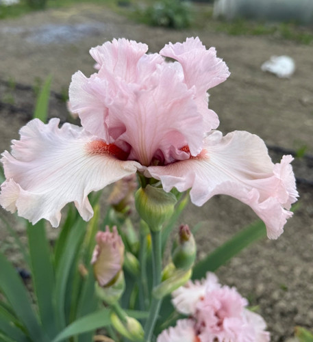 Iris pink kristal - ,