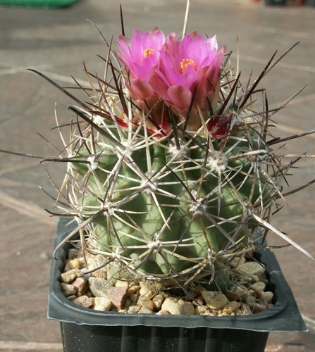 Sclerocactus glaucus 1740 - sclerocactus, sb
