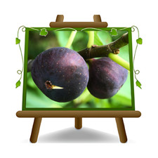 Fico Brogiotto Nero Frutto Antico  Altezza:180/200 cm  Eta:4 anni  Vaso:26 cm