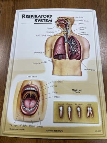 Grafiche corpo umano - grafiche, 3d
