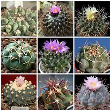 100 semi in miscuglio di Thelocactus mix , piante grasse,seed cactus mix