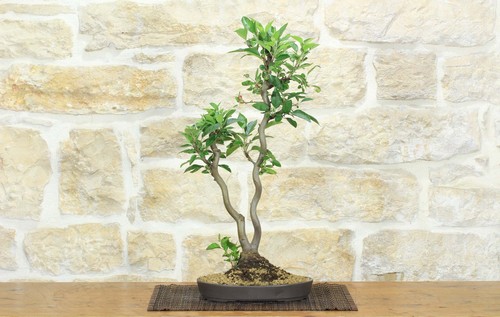 Bonsai melo fiore - melo, da