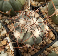 Echinocactus horizonthalonius