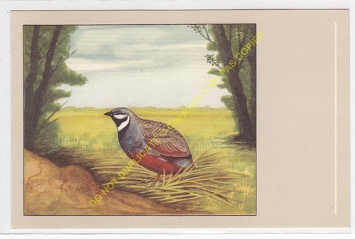 Uccello quaglia nano cinese - uccello,