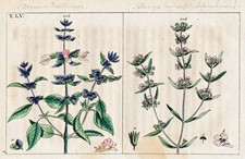 Basilico Erbe Botaniche