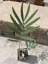 Encephalartos 'CYCLOPS DAGGER'