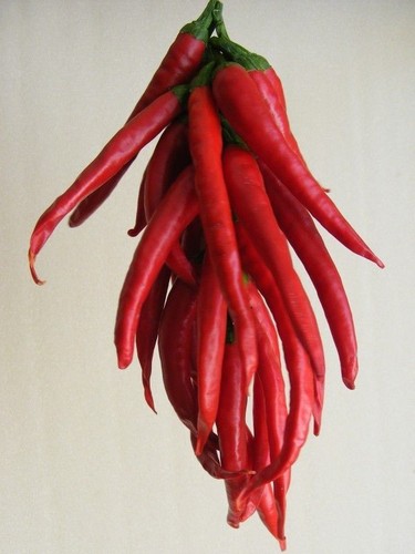 Pepe gatto rosso ungherese - ,