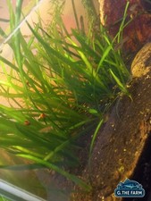 vallisneria 6pz, piante acquatiche vive, acquari e laghetti, acqua dolce