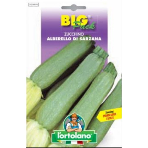 Zucchino alberello sarzana - zucchino,