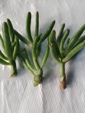 Pianta grassa di Crassula cv. Hobbit Succulenta Bonsai 3 Talee Come Foto 