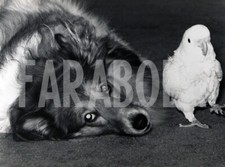 Foto vintage Regno Unito, Pastore dello Shetland e pappagallo, stampa 20x15 cm