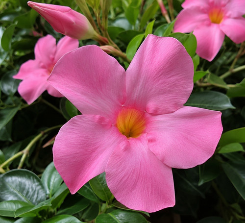 Piante dipladenia rosa - 3, 🌺