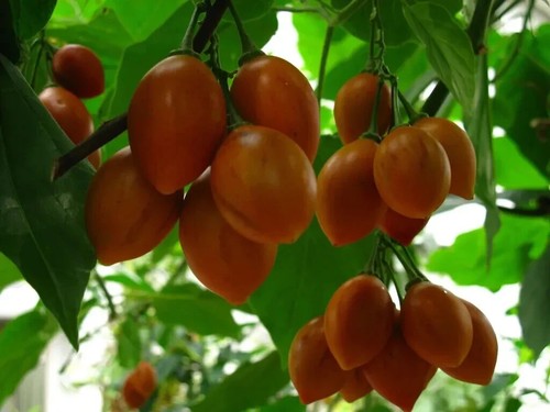 Pomodoro gigante panamense