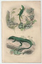 1839 LÉZARD VERT PORTE CRÊTE
