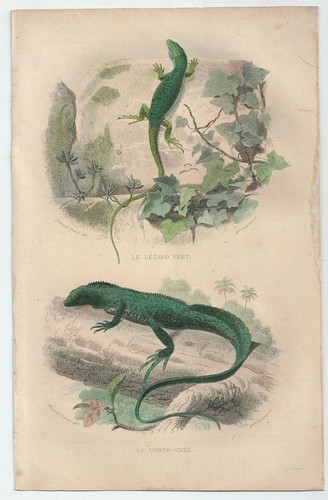 1839 lézard vert - 1839,