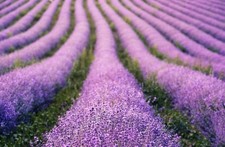 15Seeds) English Lavender 15