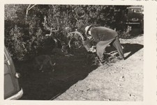 B3 - Foto Photo Fotografia Anni 50 - Uomo Cane Bicicletta