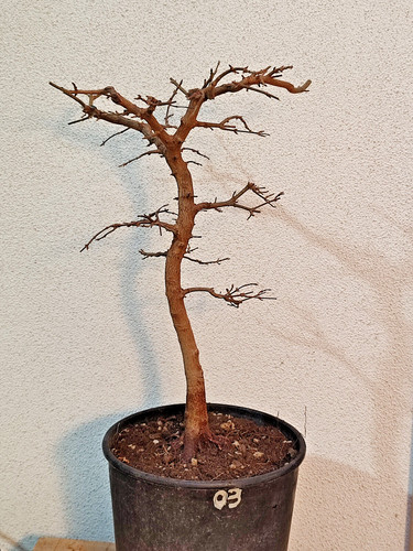 Bonsai prebonsai acero - prebonsai,