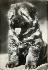 Cartolina Illustrata Cucciolo Cane Lupo Pastore Tedesco viaggiata