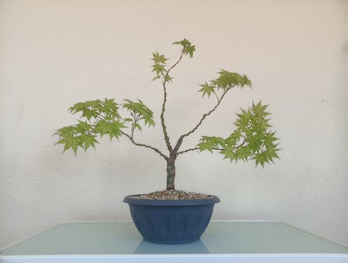 Bonsai acero palmato - bonsai,
