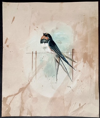 Acquerello 1960 circa rondine - 1960,