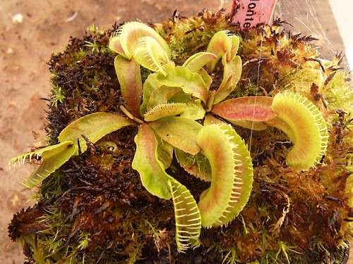 Dionaea muscipula montecore - muscipula,