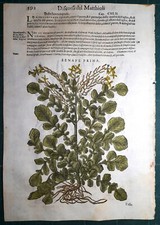 Stampa antica MATTIOLI