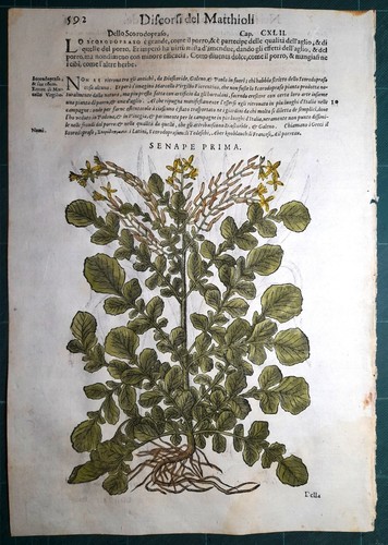 Stampa antica mattioli - stampa,