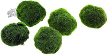 Marimo (2-3 Cm) - Alga Palla