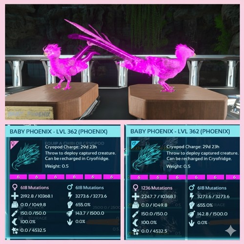 Phoenix magenta id06 coppia - phoenix,