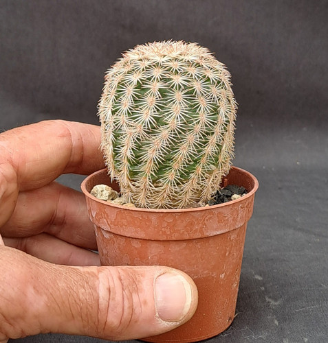 Echinocactus dasyacanthus