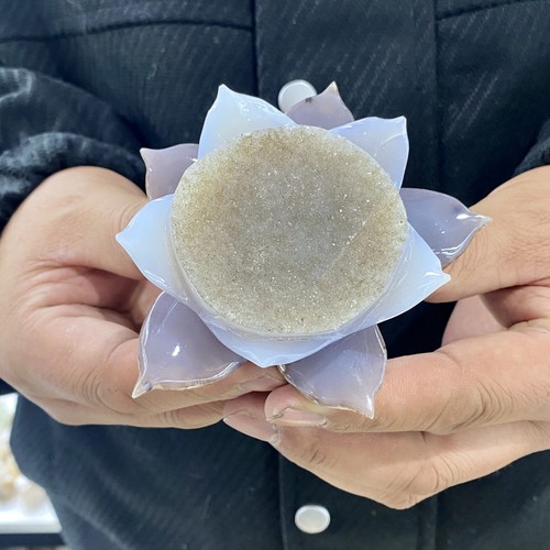 Splendido fiore loto - fiore, di