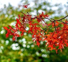 Quercus rubra 40-70cm |