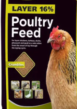 Alimentazione pollo gallo baby - pollo,