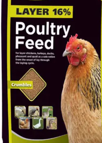 Alimentazione pollo gallo - alimentazione,