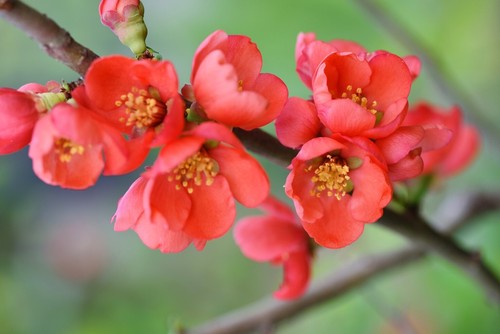 Pianta chaenomeles japonica - chaenomeles,