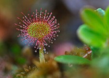 Drosera rotundifolia pianta - rotundifolia,