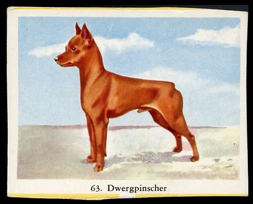 Miniature pinscher toy dog - miniature,
