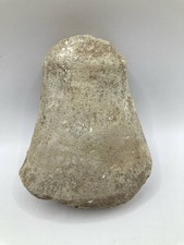 Mosasaur Paddle Bone Fossil